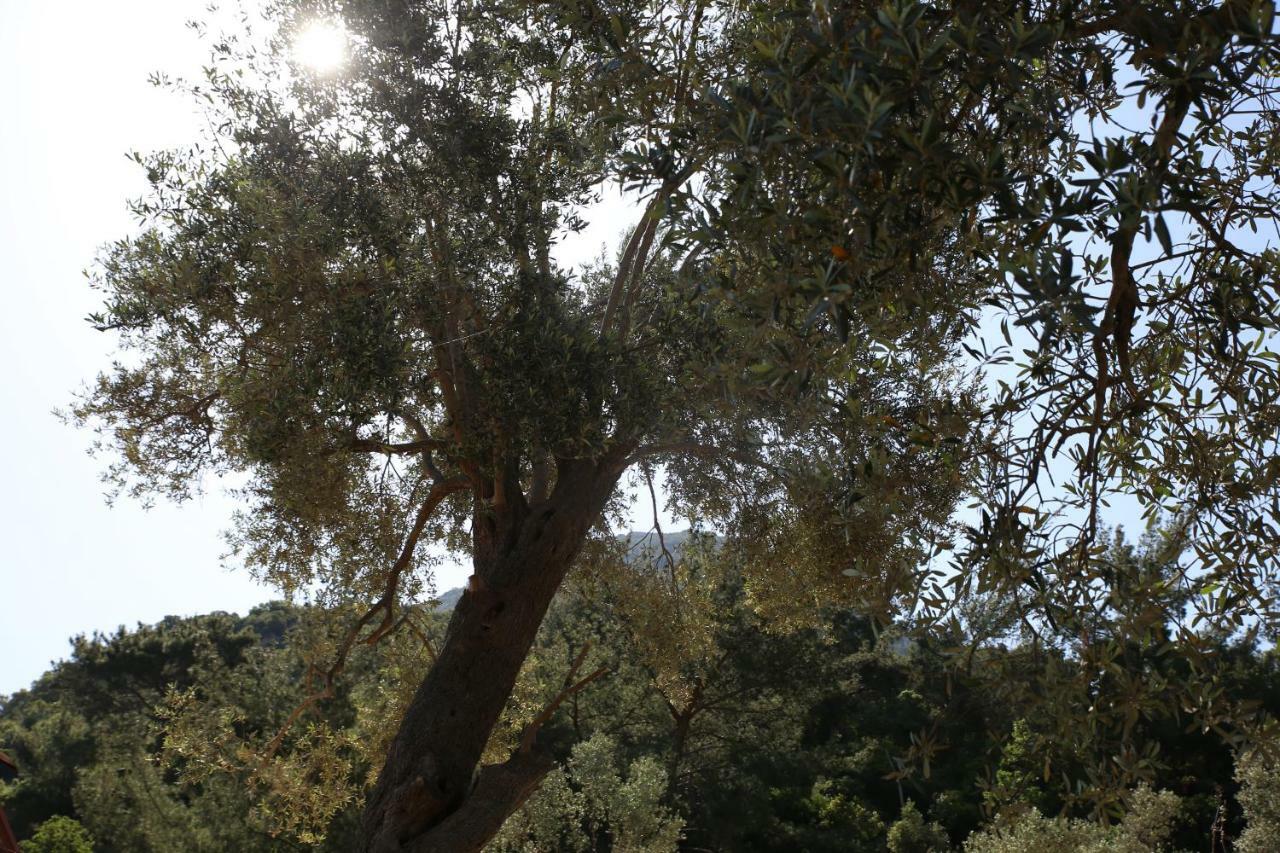 Artolive Datca Bagian luar foto